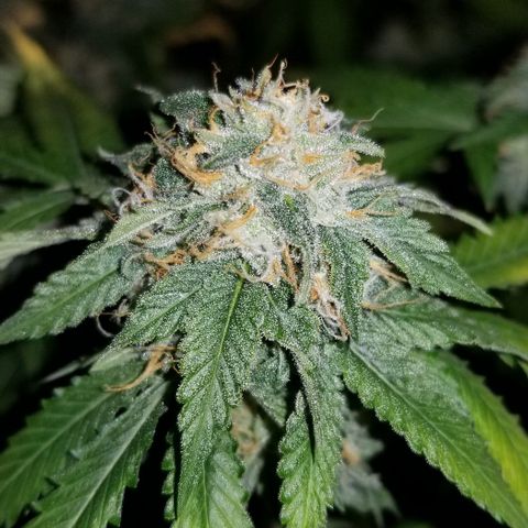Mother's Ice Cream Milk #1 growlog timeline photo