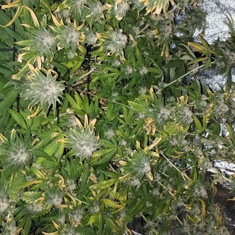 Mother's Ice Cream Milk #1 growlog timeline photo