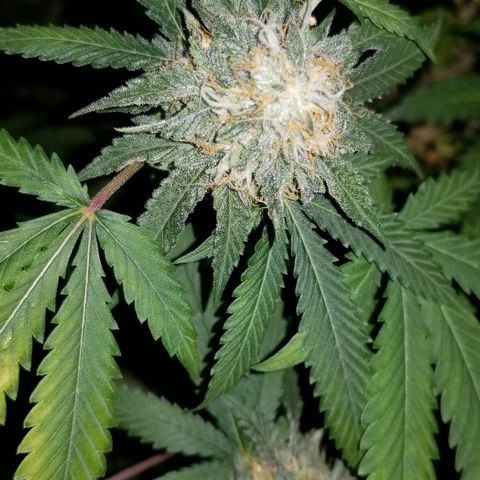Mother's Ice Cream Milk #1 growlog timeline photo