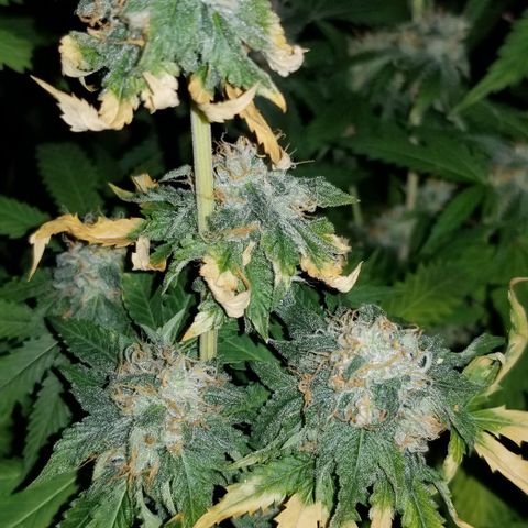 Mother's Ice Cream Milk #1 growlog timeline photo