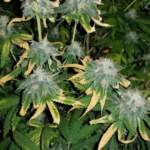 Mother's Ice Cream Milk #1 growlog timeline photo