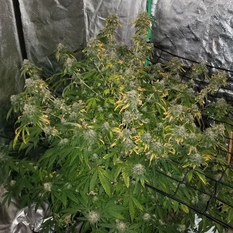 Mother's Ice Cream Milk #1 growlog timeline photo