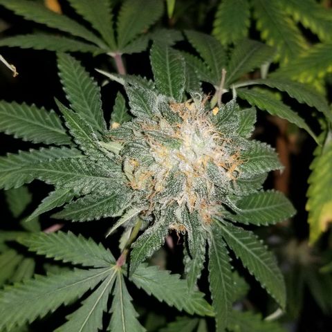 Mother's Ice Cream Milk #1 growlog timeline photo