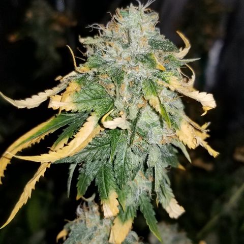 Mother's Ice Cream Milk #1 growlog timeline photo