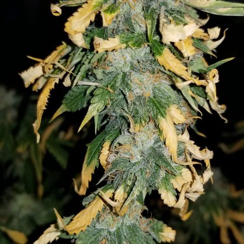 Mother's Ice Cream Milk #1 growlog timeline photo