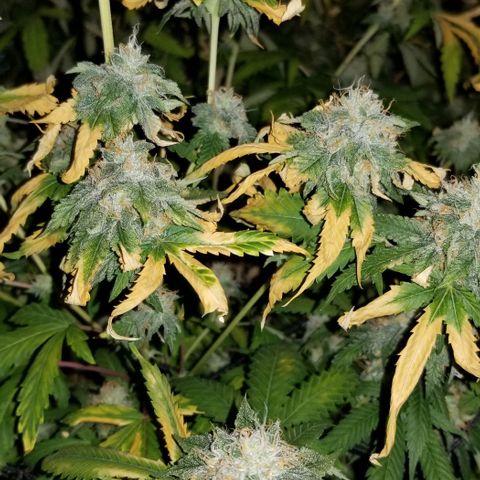 Mother's Ice Cream Milk #1 growlog timeline photo