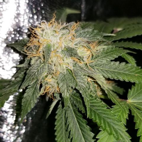 Mother's Ice Cream Milk #1 growlog timeline photo
