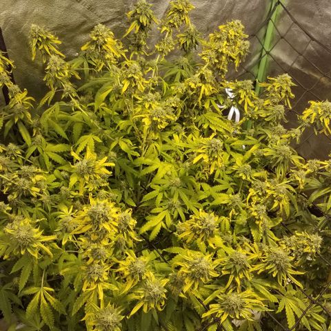 Mother's Ice Cream Milk #1 growlog timeline photo