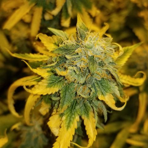 Mother's Ice Cream Milk #1 growlog timeline photo