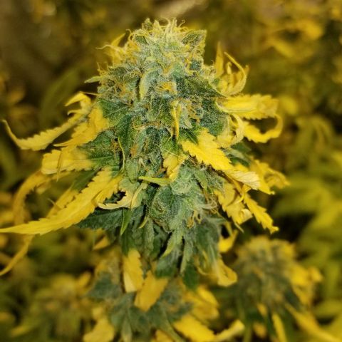 Mother's Ice Cream Milk #1 growlog timeline photo