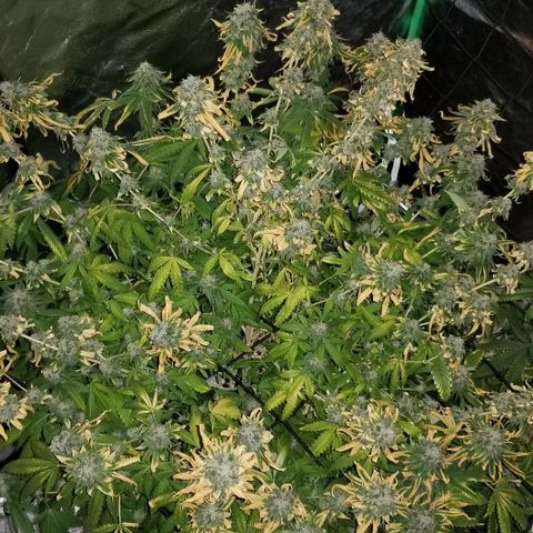 Mother's Ice Cream Milk #1 growlog timeline photo
