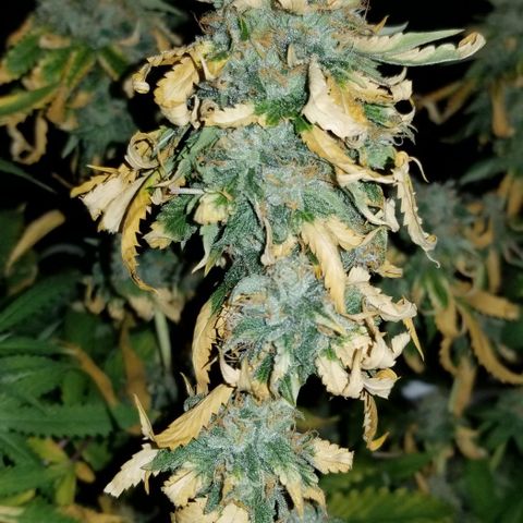 Mother's Ice Cream Milk #1 growlog timeline photo