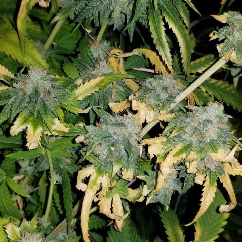 Mother's Ice Cream Milk #1 growlog timeline photo