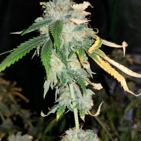 Mother's Ice Cream Milk #1 growlog timeline photo