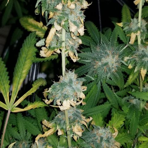 Mother's Ice Cream Milk #1 growlog timeline photo