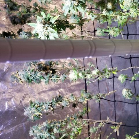 Mother's Ice Cream Milk #1 growlog timeline photo