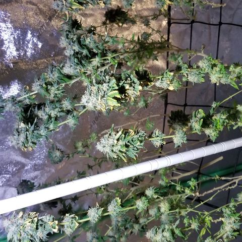 Mother's Ice Cream Milk #1 growlog timeline photo