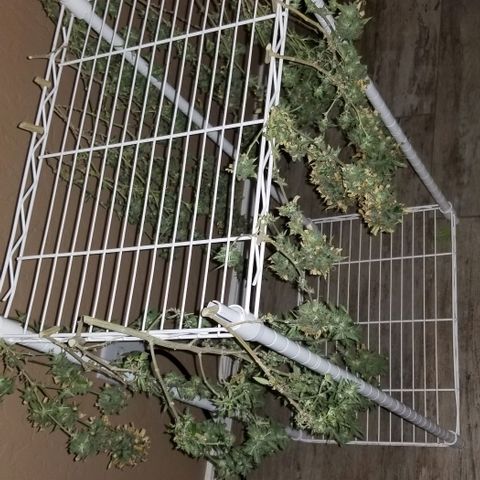 Mother's Ice Cream Milk #1 growlog timeline photo