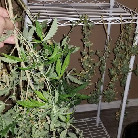 Mother's Ice Cream Milk #1 growlog timeline photo