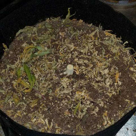 Mother's Ice Cream Milk #1 growlog timeline photo