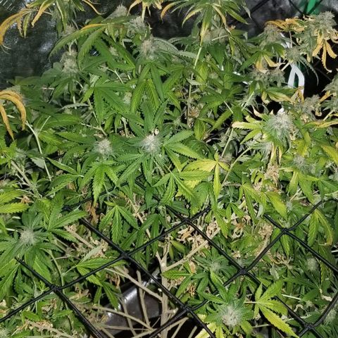 Mother's Ice Cream Milk #1 growlog timeline photo