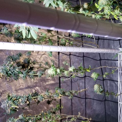 Mother's Ice Cream Milk #1 growlog timeline photo
