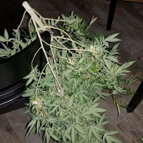 Mother's Ice Cream Milk #1 growlog timeline photo