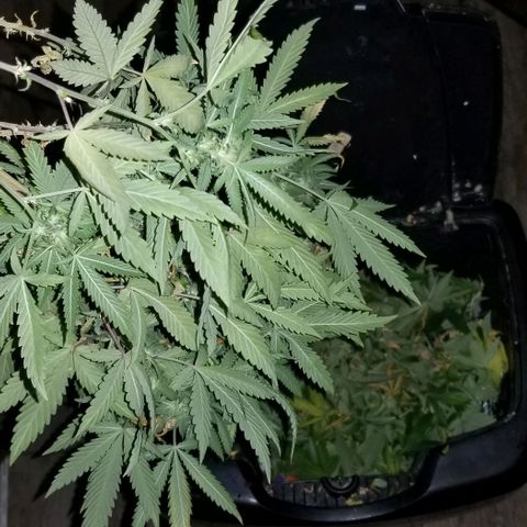 Mother's Ice Cream Milk #1 growlog timeline photo