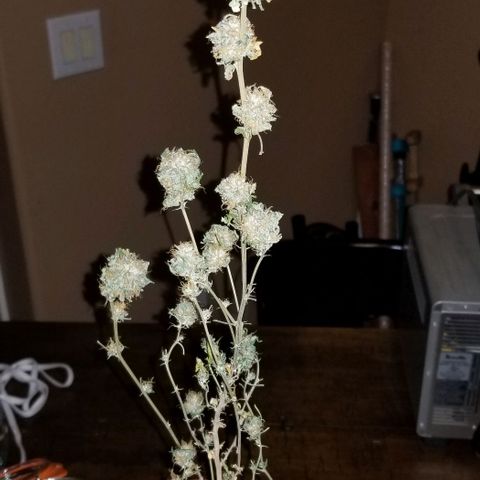 Mother's Ice Cream Milk #1 growlog timeline photo