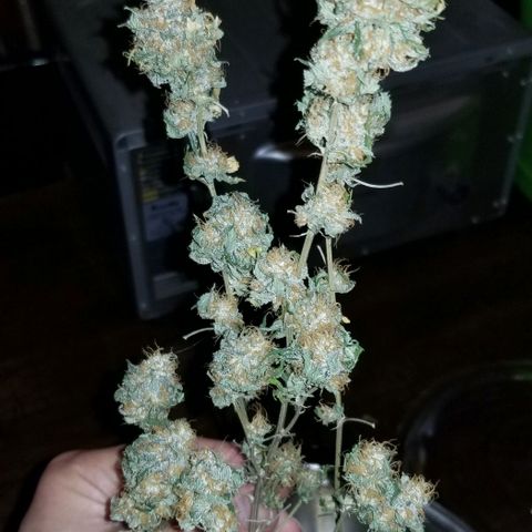 Mother's Ice Cream Milk #1 growlog timeline photo