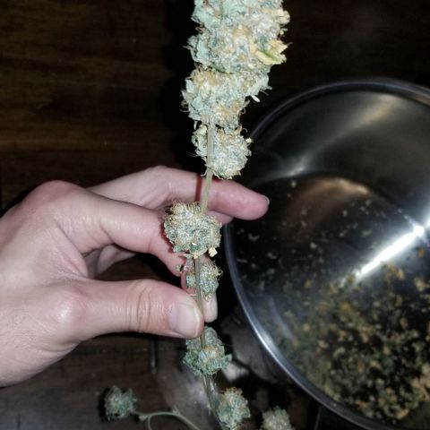 Mother's Ice Cream Milk #1 growlog timeline photo