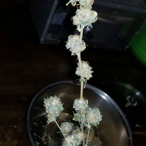 Mother's Ice Cream Milk #1 growlog timeline photo