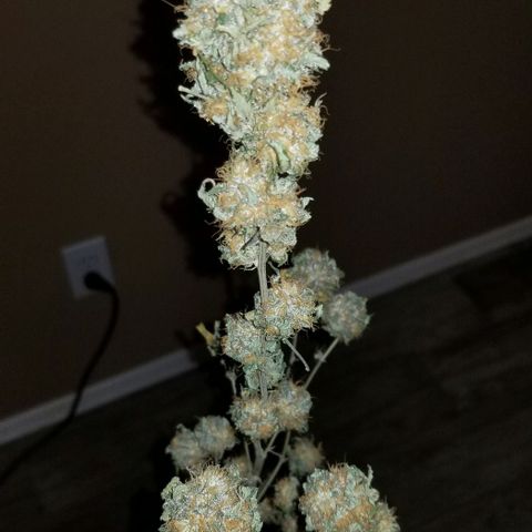 Mother's Ice Cream Milk #1 growlog timeline photo
