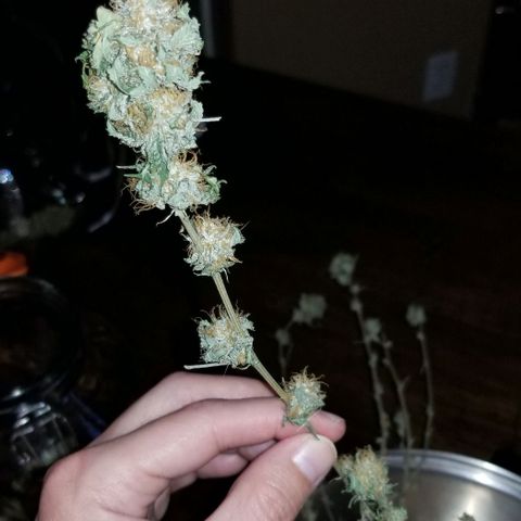 Mother's Ice Cream Milk #1 growlog timeline photo