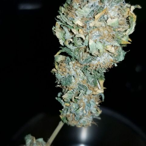 Mother's Ice Cream Milk #1 growlog timeline photo