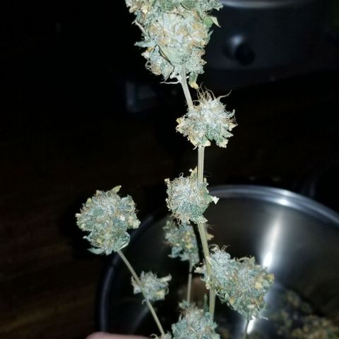 Mother's Ice Cream Milk #1 growlog timeline photo