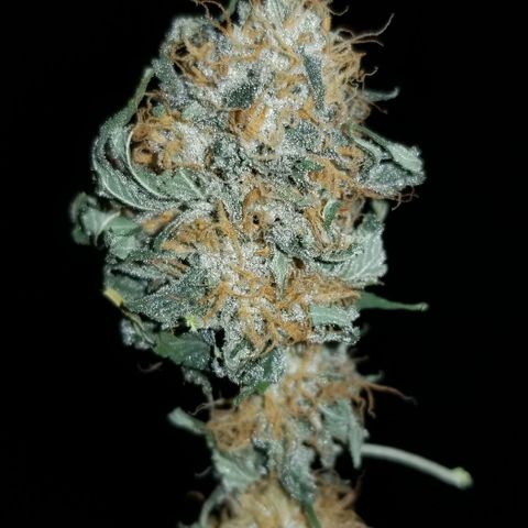 Mother's Ice Cream Milk #1 growlog timeline photo