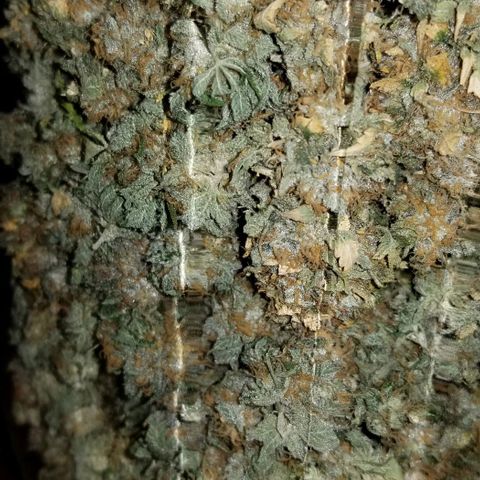 Mother's Ice Cream Milk #1 growlog timeline photo