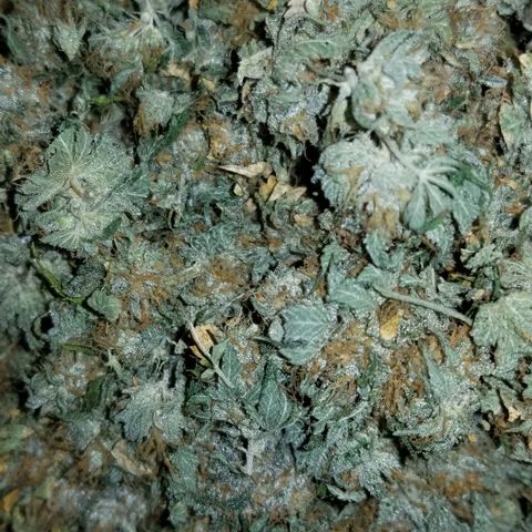 Mother's Ice Cream Milk #1 growlog timeline photo