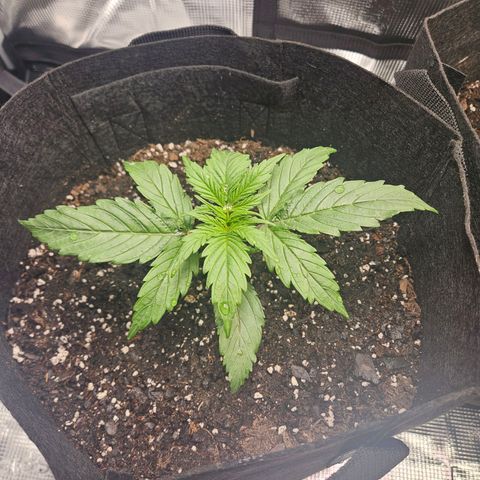Green Crack 1 growlog timeline photo