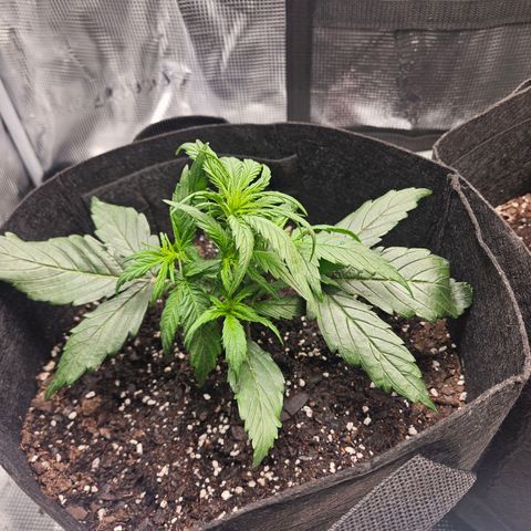 Green Crack 1 growlog timeline photo