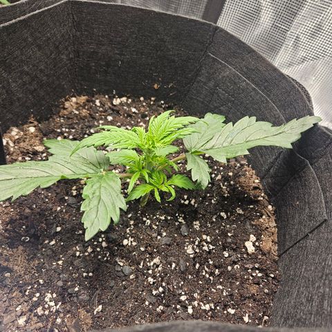 Green Crack 1 growlog timeline photo