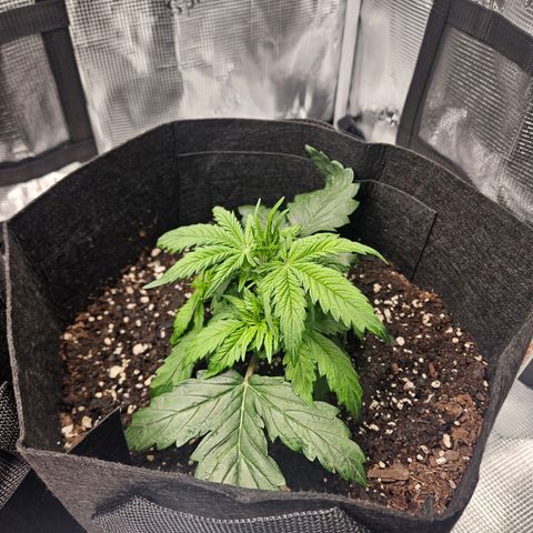 Green Crack 1 growlog timeline photo