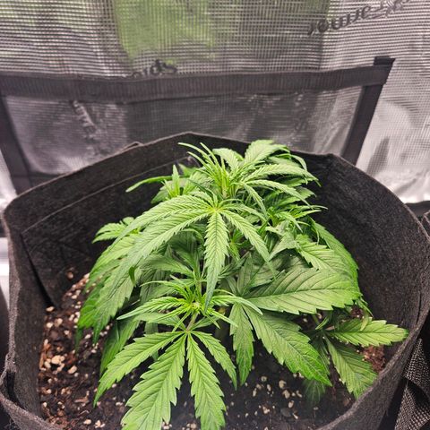 Blueberry 1 growlog timeline photo