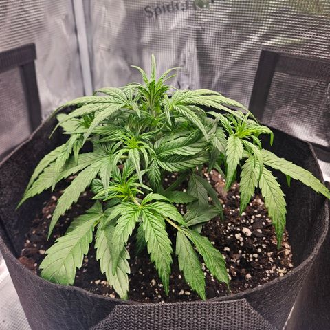 Green Crack 1 growlog timeline photo