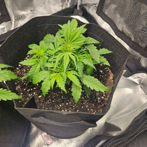 Green Crack 1 growlog timeline photo