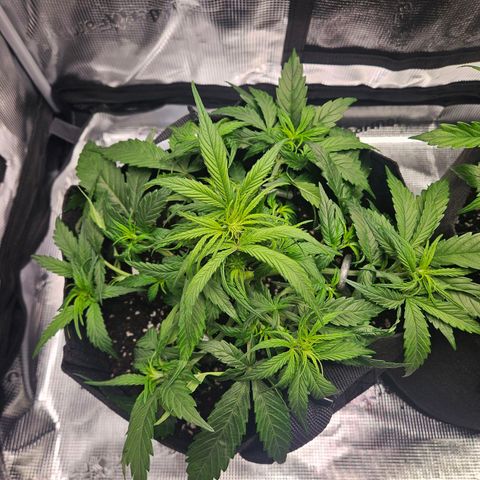 Green Crack 1 growlog timeline photo