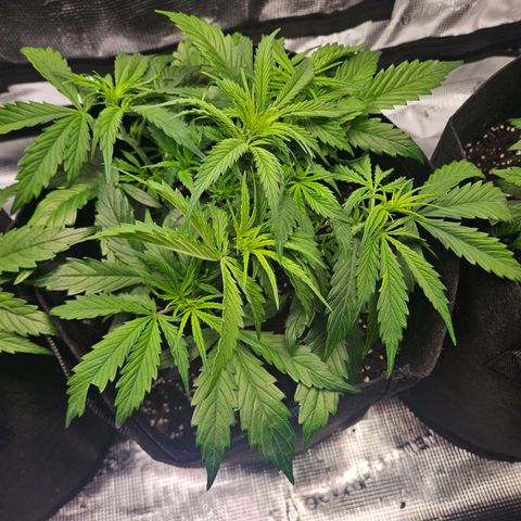 Blueberry 1 growlog timeline photo