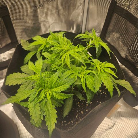 Green Crack 1 growlog timeline photo