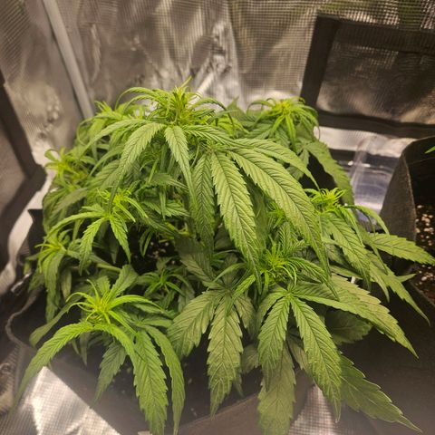 Green Crack 1 growlog timeline photo